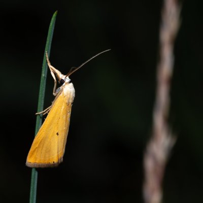 Xanthocrambus saxonellus (-), NPP Pouzdřanská step - Kolby
