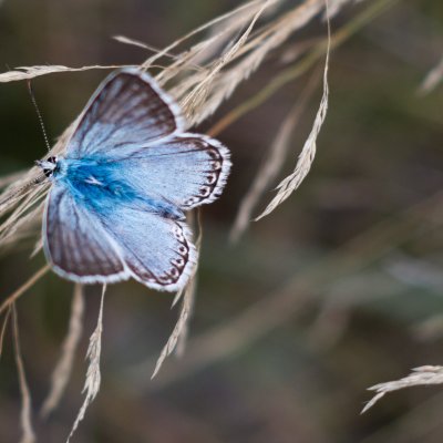 Polyommatus coridon (modrásek vikvicový), PR Biskoupský kopec