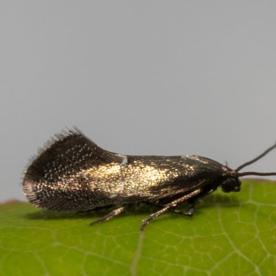 Tinagma balteolella (chvějivka hadincová), Hády - Ruženin lom