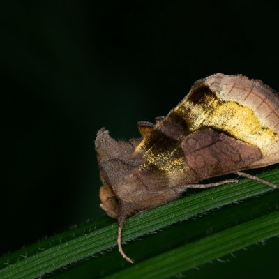 Diachrysia stenochrysis (kovolesklec podvojný), Augšperský potok