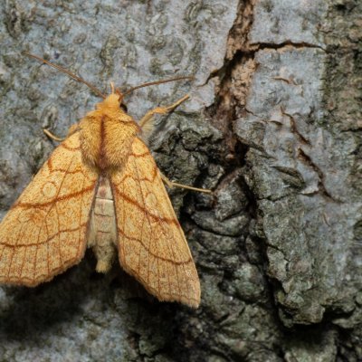 Tiliacea citrago (zlatokřídlec lipový), Kývalka