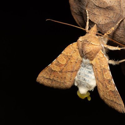 Jodia croceago (zlatokřídlec vzácný), Augšperský potok