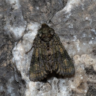 Craniophora ligustri (šípověnka jasanová), Hády