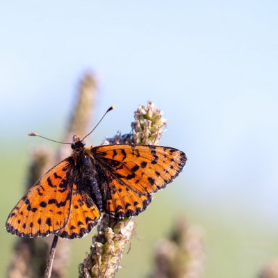 Melitaea didyma (hnědásek květelový), PP Černice