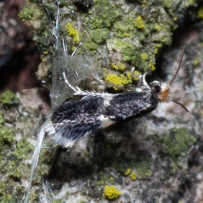 Ectoedemia sp., Žebětín