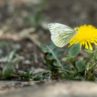 Pieris napi (bělásek řepkový), Hornek