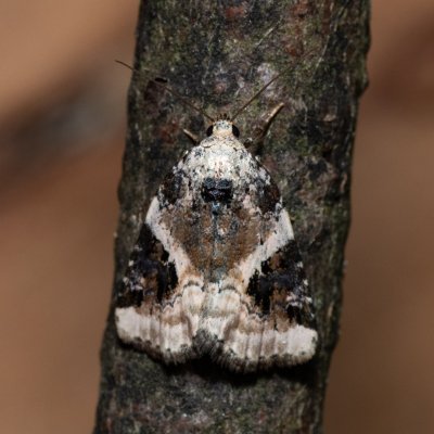 Pseudeustrotia candidula (světlopáska bělavá), PP Skalky u Sedlece