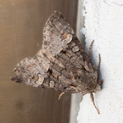 Brachylomia viminalis (jasnobarvec vrbový), SK, Štôla