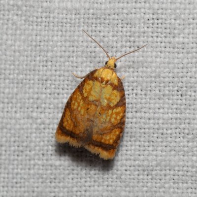 Acleris bergmanniana (obaleč šípkový), NPP Stránská skála
