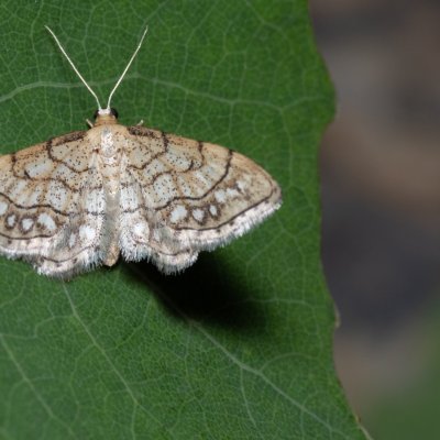 Idaea moniliata (žlutokřídlec běloskvrnný), Hády - lesní lom
