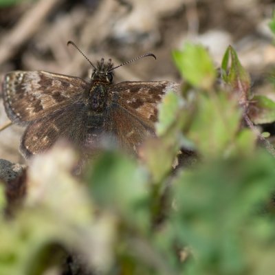 Erynnis tages (soumračník máčkový), PP Hochberk