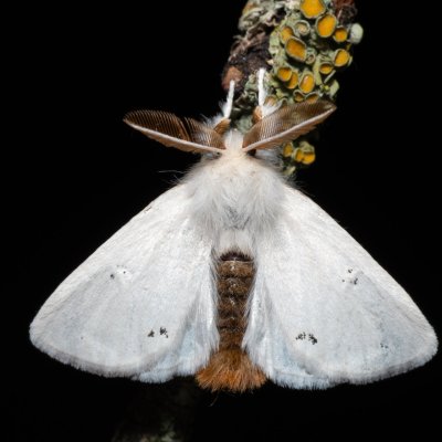 Euproctis chrysorrhoea (bekyně zlatořitná), PR Turold