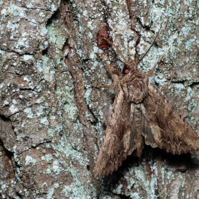Apamea monoglypha (šedavka trávová), Žebětín