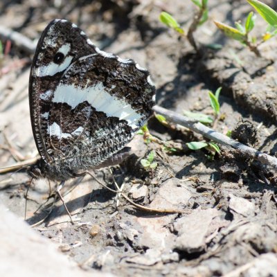 Brintesia circe (okáč voňavkový), PP Černice