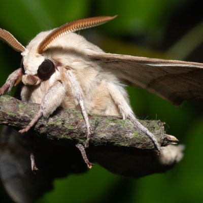 Marumba quercus (lišaj dubový), PR Svatý kopeček