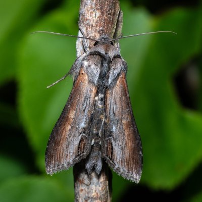 Cucullia asteris (kukléřka hvězdnicová), NPP Malhotky