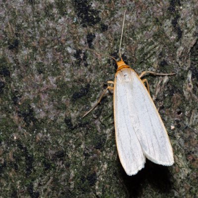 Eilema caniola (lišejníkovec žlutohlavý), NPR Slanisko u Nesytu