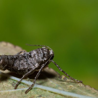 Agriopis bajaria (tmavoskvrnáč třešňový), PR Kamenný vrch