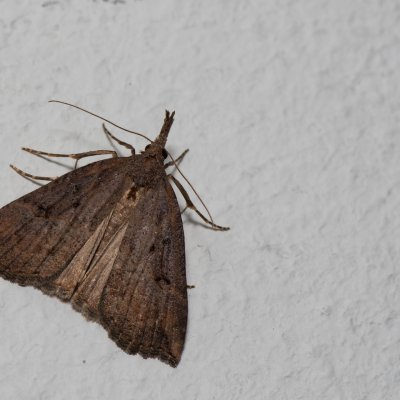 Hypena rostralis (zobonosec chmelový), Žebětín