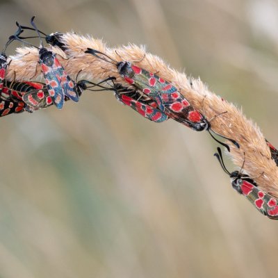 Zygaena carniolica (vřetenuška ligrusová), PR Kamenný vrch