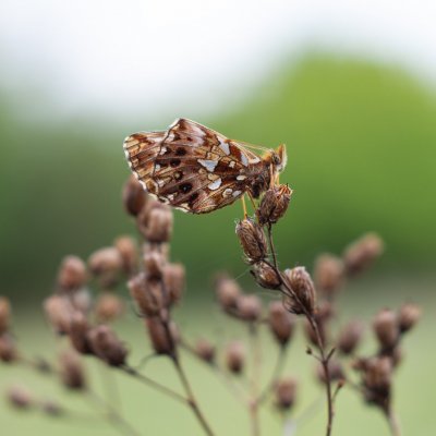 Boloria dia (perleťovec nejmenší), Střelecký kopec