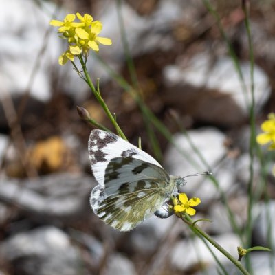 Pontia edusa (bělásek rezedkový), GR, Pantokrator, Korfu