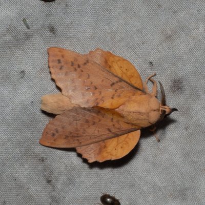 Gastropacha populifolia (bourovec osikový), Hrabětice