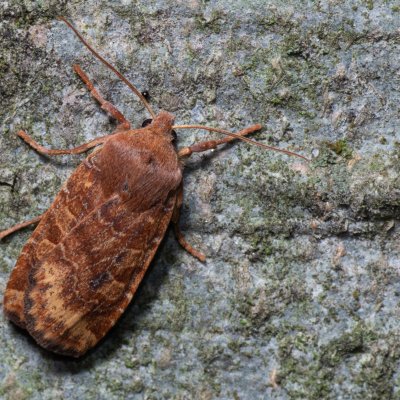 Conistra vaccinii (zimovnice brusnicová), Kývalka