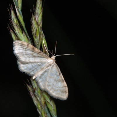 Idaea fuscovenosa (žlutokřídlec lesklý), Zbýšovská halda