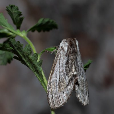 Harpyia milhauseri (hřbetozubec Milhauserův), Kobylí