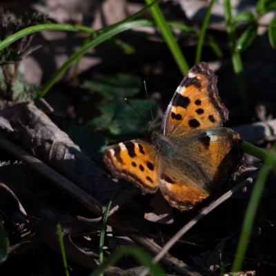 Nymphalis polychloros (babočka jilmová), PP Augšperský potok