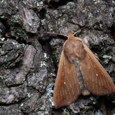 Mythimna unipuncta (plavokřídlec jižní), PP Milovická stráň