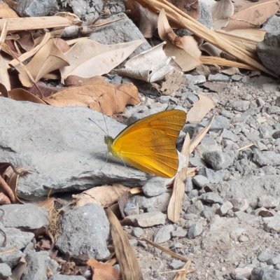 Appias nero (-), TH, Phanom