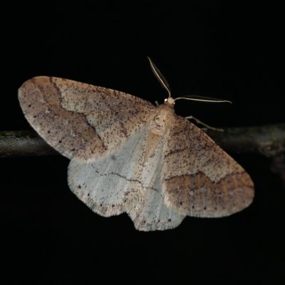 Agriopis marginaria (tmavoskvrnáč habrový), Žebětín