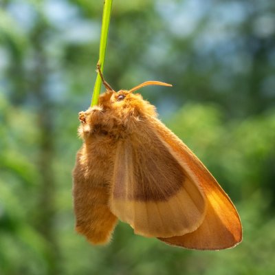 Lasiocampa quercus (bourovec dubový), SK, NPR Slavkovská dolina, Tatry