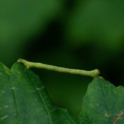 08251142IMGP7626, NPP Šipka