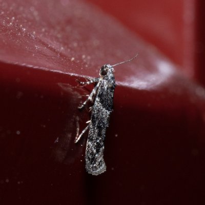 , IT, San Leonardo, Jižní Tyrolsko