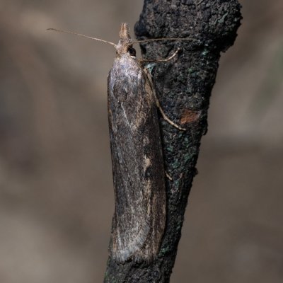 Lamoria zelleri (-), NPP Pouzdřanská step - Kolby