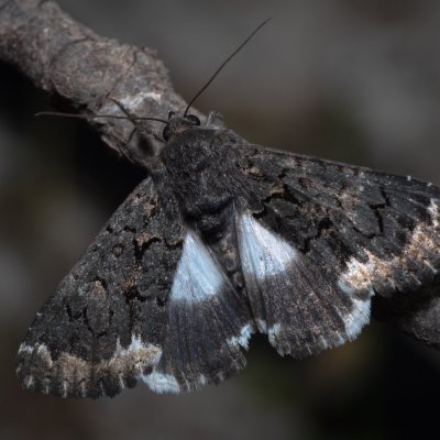 Catephia alchymista (hnědopáska alchymista), GR, Sokraki, Korfu