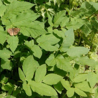 Pararge aegeria (okáč pýrový), Jimramov