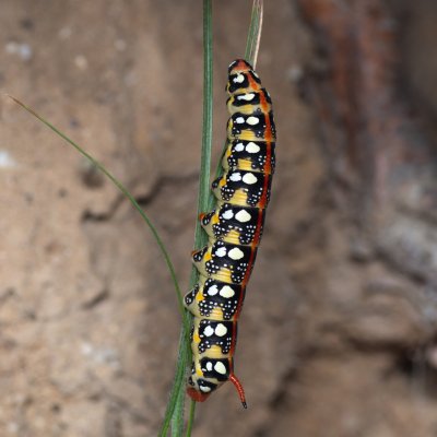 Hyles euphorbiae (lišaj pryšcový), PP Pánov