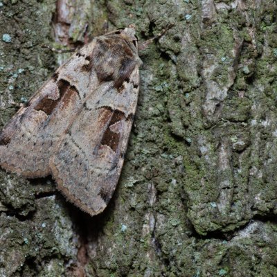 Xestia triangulum (osenice trojúhlá), Žebětín