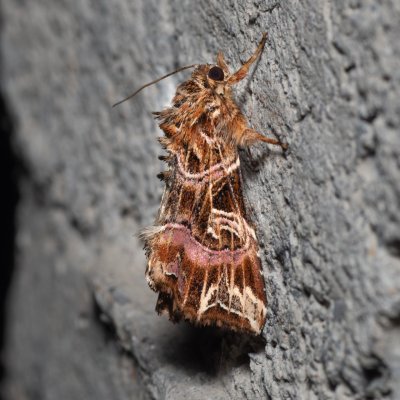 Callopistria juventina (blýskavka hasivková), HR, Krasno