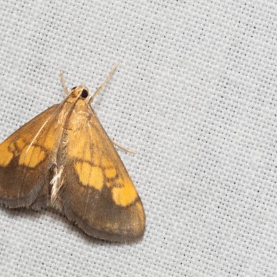 Evergestis limbata (zavíječ hnědopásný), Žebětín