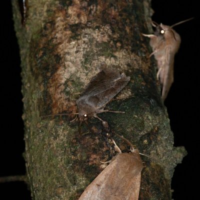 Conistra vaccinii (zimovnice brusnicová), Perigrapha munda (jarnice černoskvrnná), Žebětín