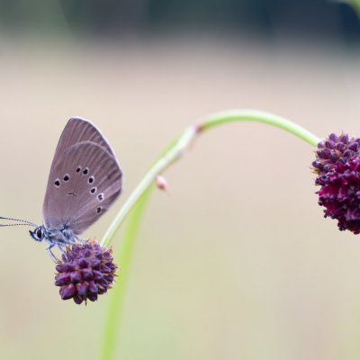 Maculinea nausithous (modrásek bahenní), PR Studnické louky