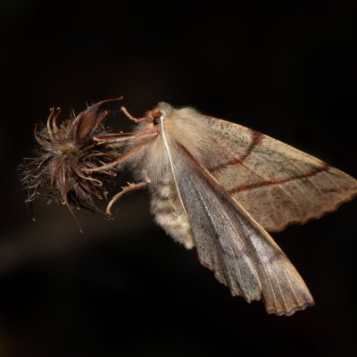 Colotois pennaria (zejkovec pozdní), PR Kamenný vrch