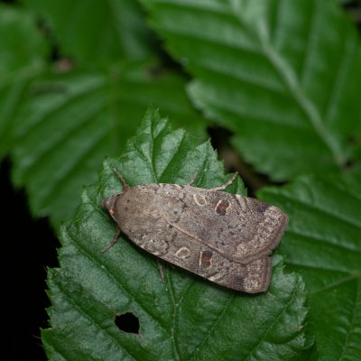 Noctua comes (osenice prvosenková), Žebětín
