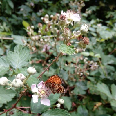 Melitaea athalia (hnědásek jitrocelový), Horákův žleb