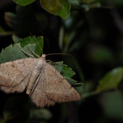 Selidosema plumaria (tmavoskvrnáč čilimníkový), Hády